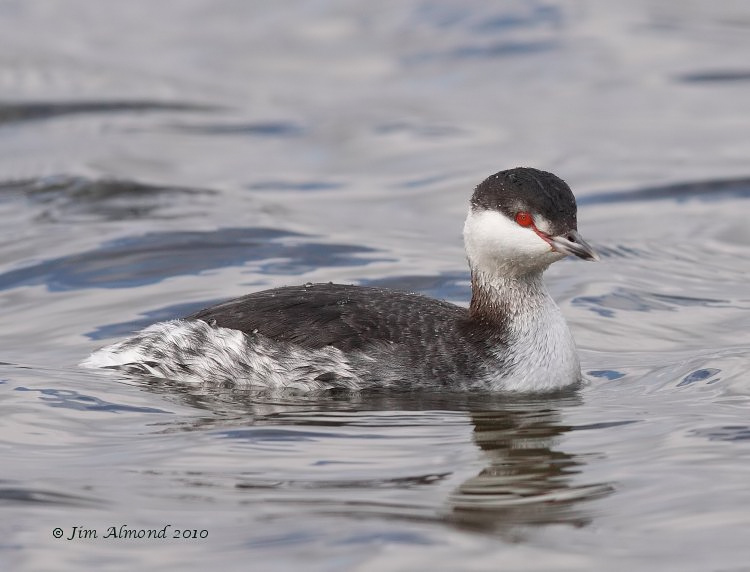 Slavonian Grebe side on Grimley IMG_8421